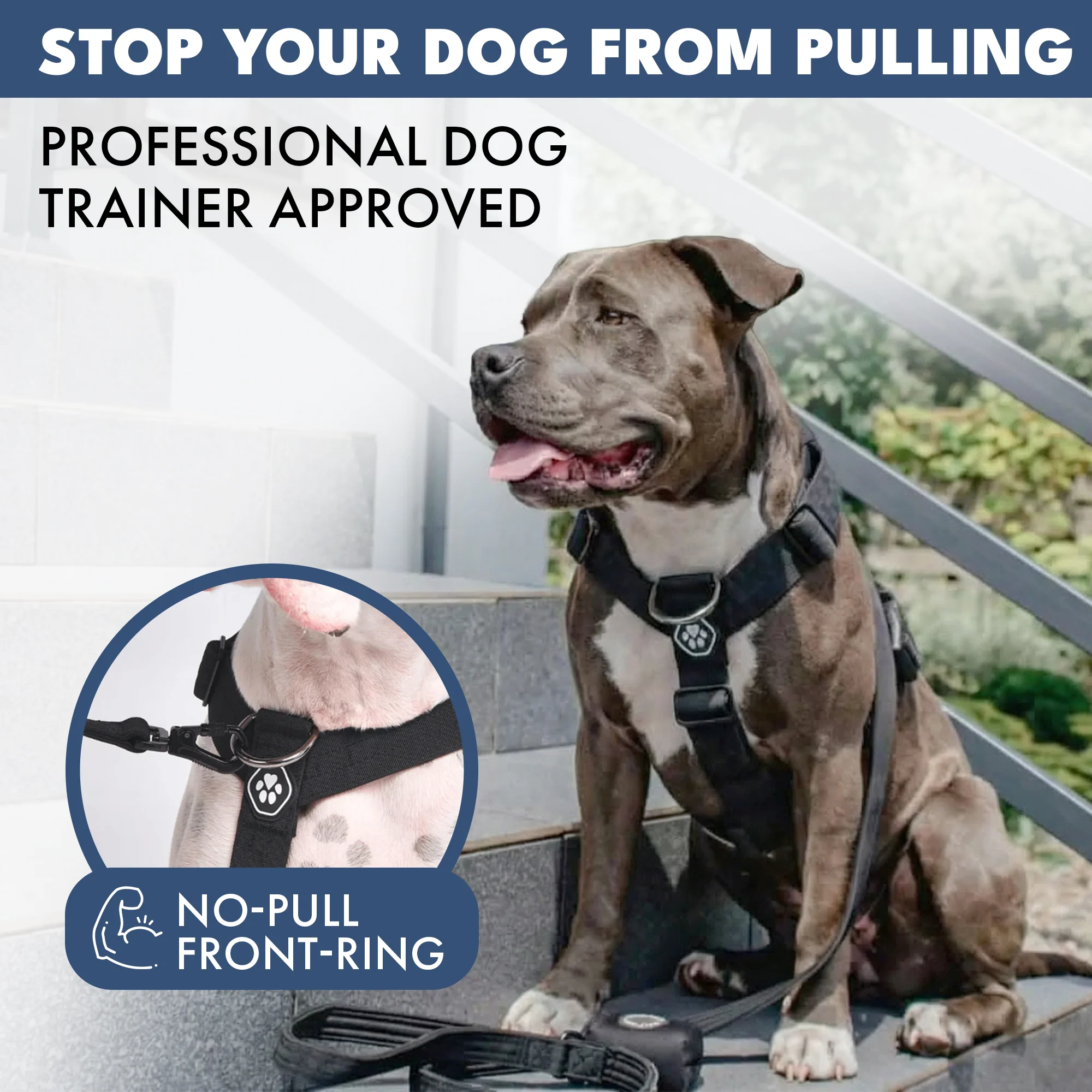 Comfort Control No-Pull Dog Harness Set - Black - Image 3