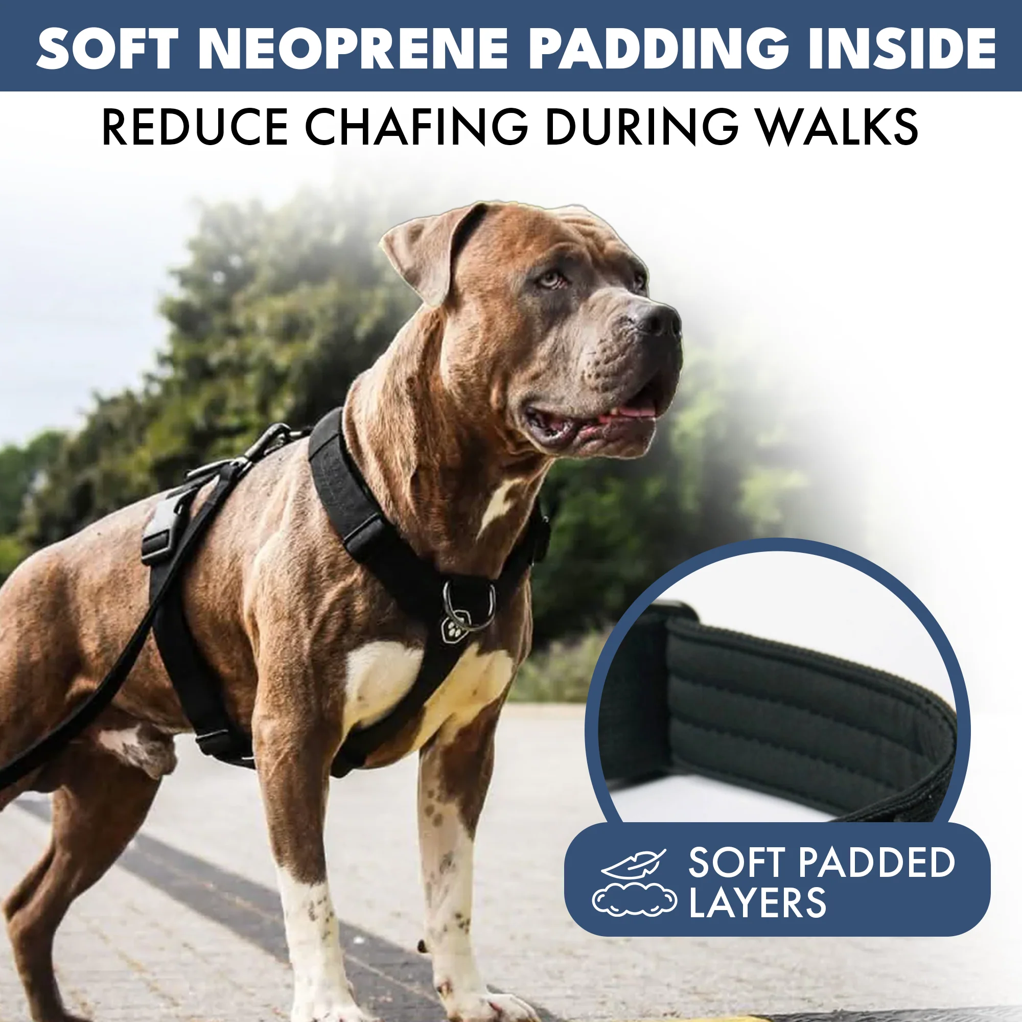 Comfort Control No-Pull Dog Harness Set - Black - Image 5