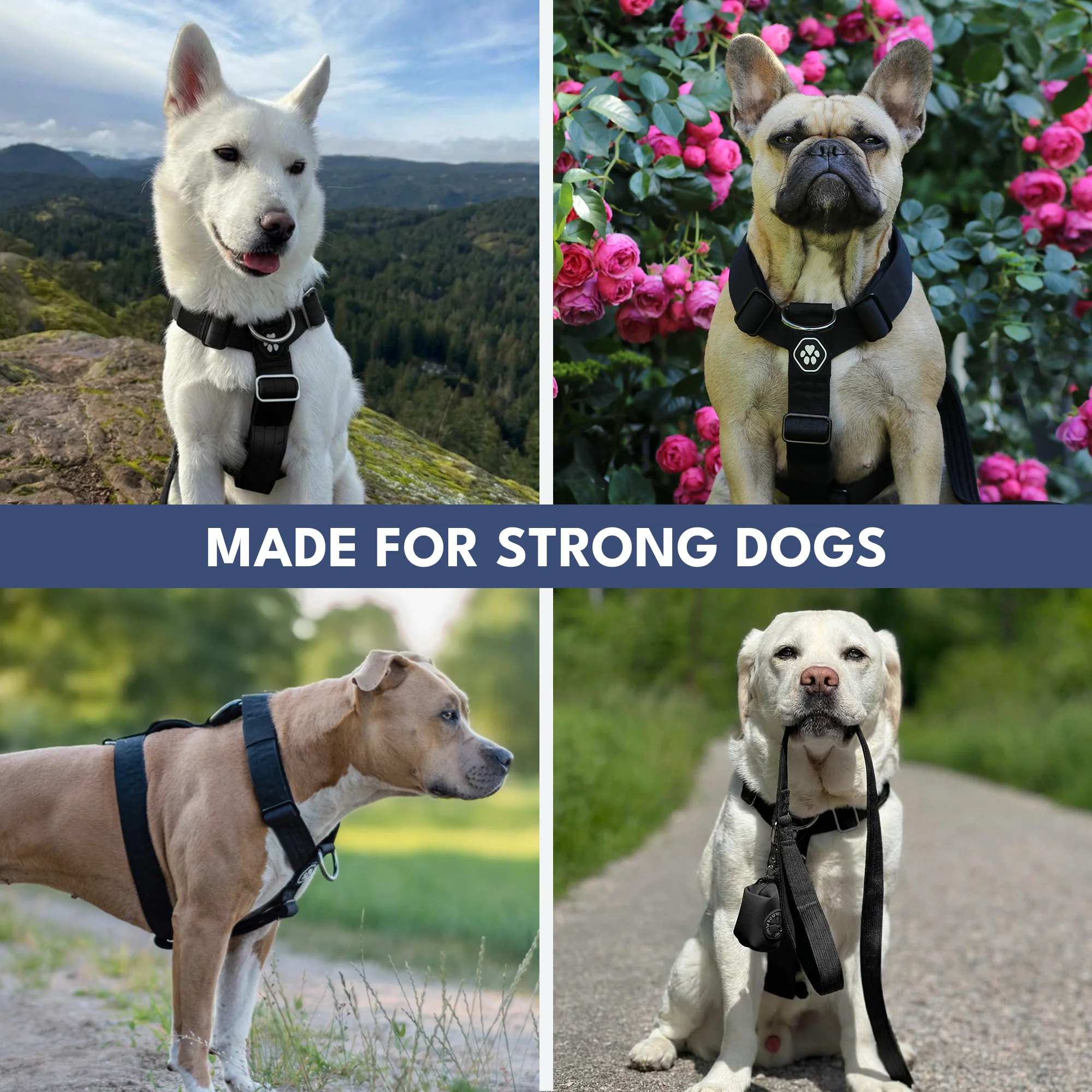 Comfort Control No-Pull Dog Harness Set - Black - Image 6