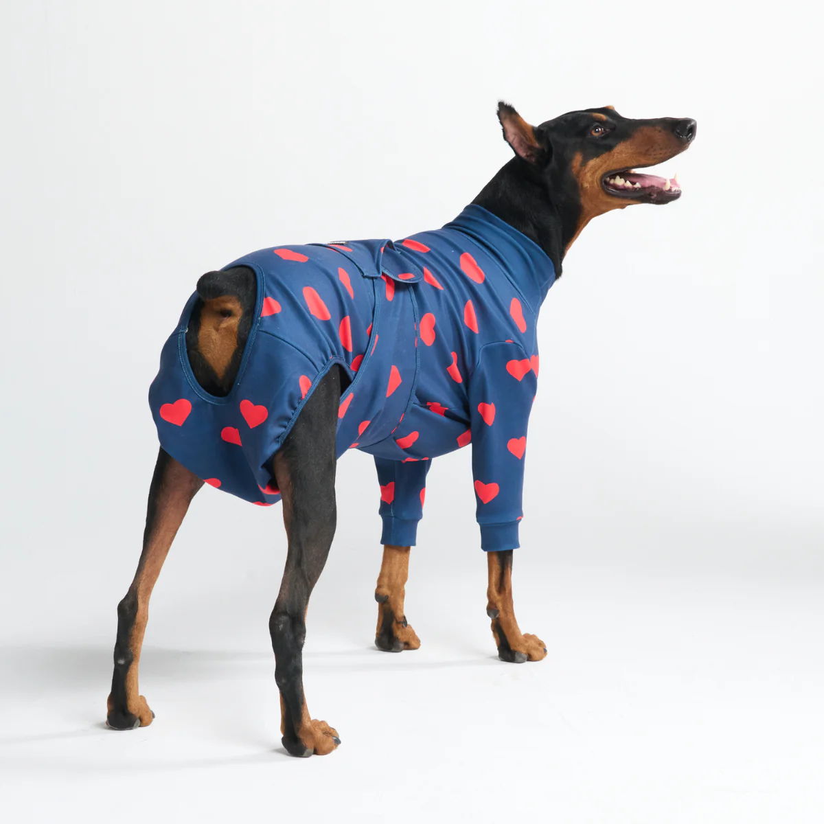 Dog Surgical Suit - Image 58