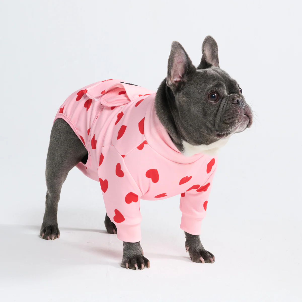 Dog Surgical Suit (2-pack) - Pink Hearts and When Pigs Fly - Image 11