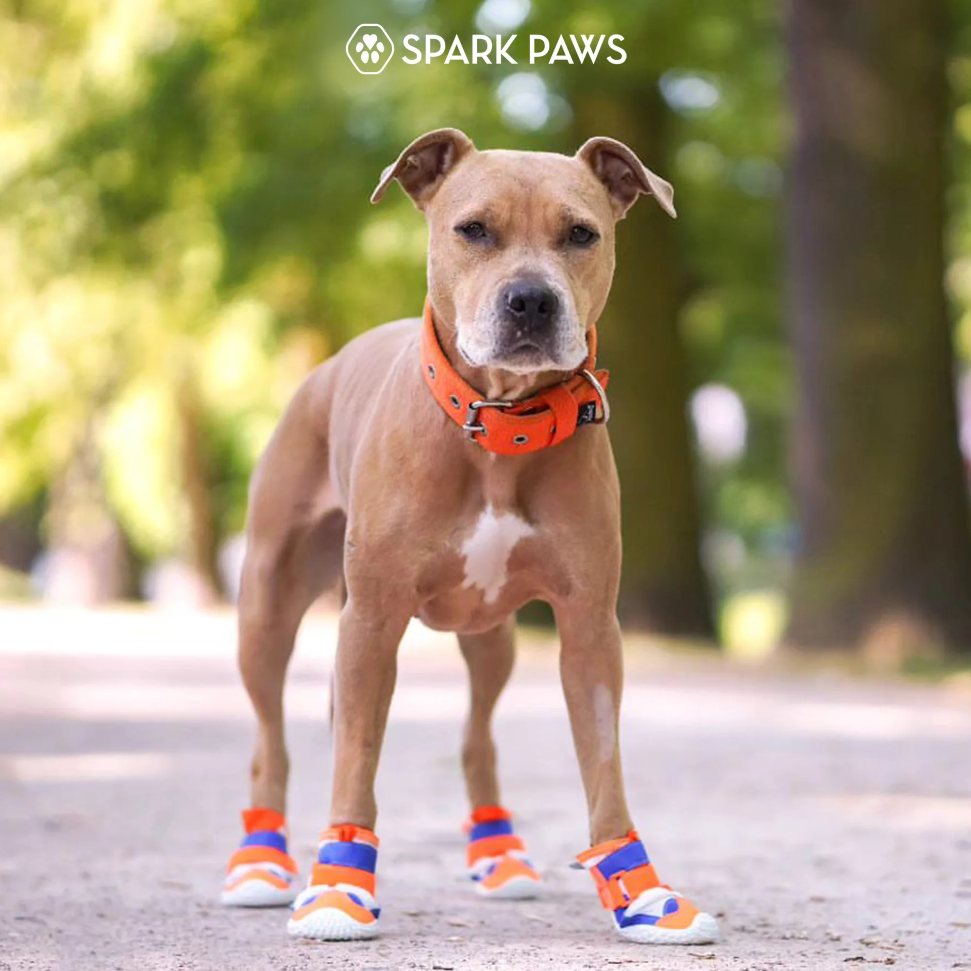 Hot Pavement Pawtector Dog Shoes - Image 30