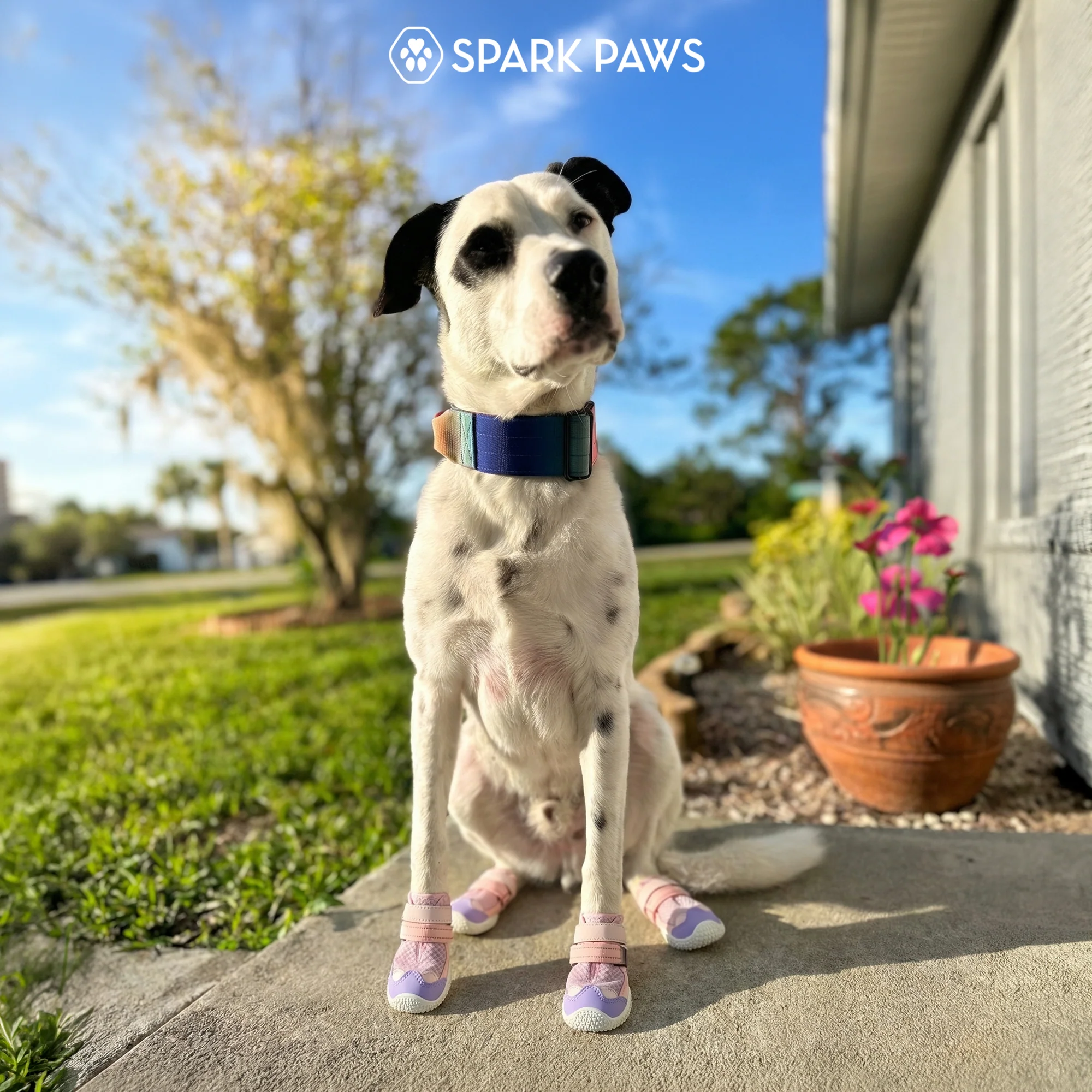 Hot Pavement Pawtector Dog Shoes - Pink Purple - Image 6