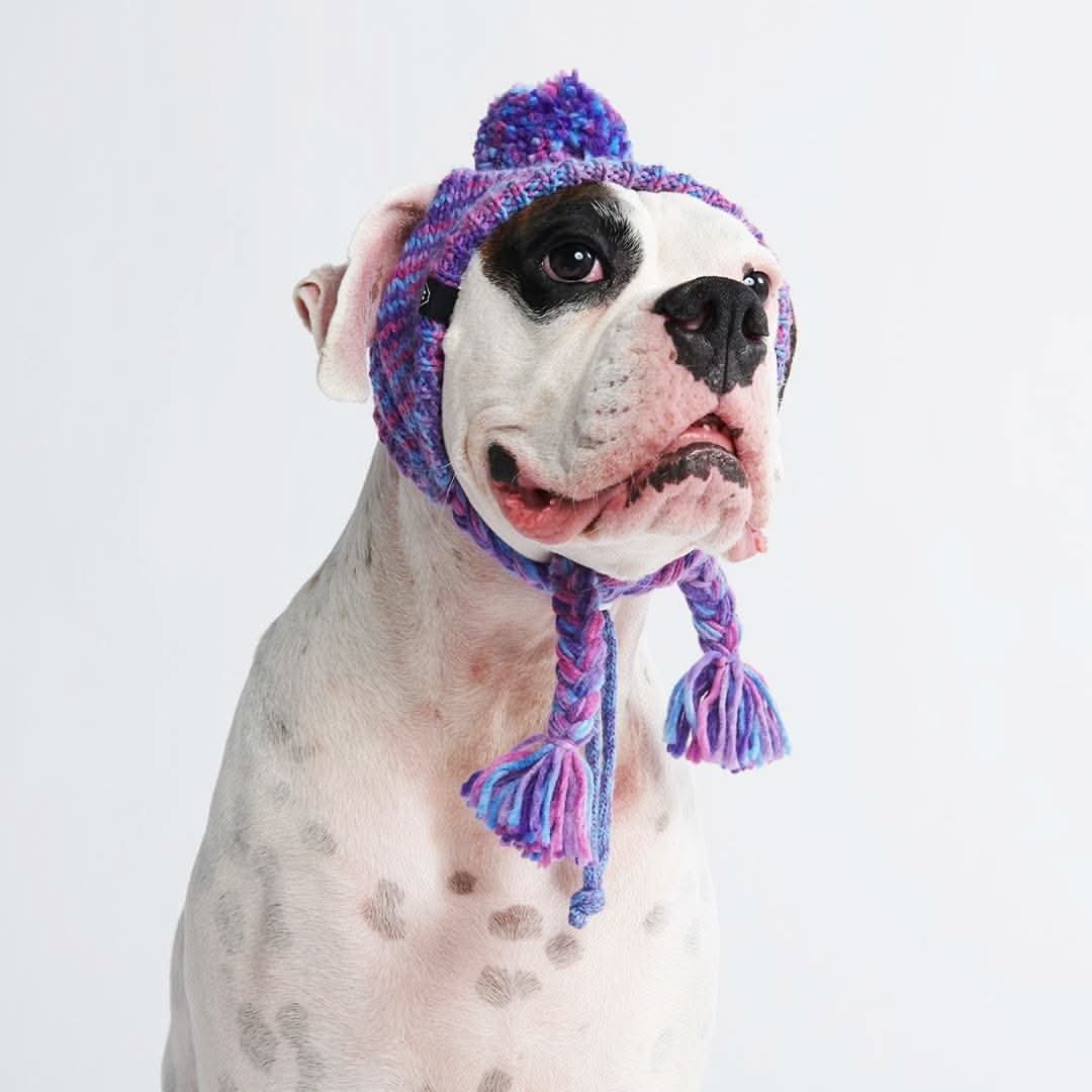 Knit Pom Pom Dog Beanie Hats - Image 4